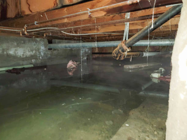 Best Water damage cleanup near me  in Rkville, PA